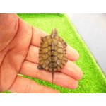 画像: 美！　ヤエヤマイシガメ　約３.５ｃｍ　１