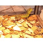 画像: 美！　グリーンバシリスク　約３０cm♂　１