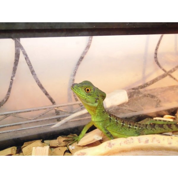 画像4: 美！　グリーンバシリスク　約３０cm♂　１ (4)