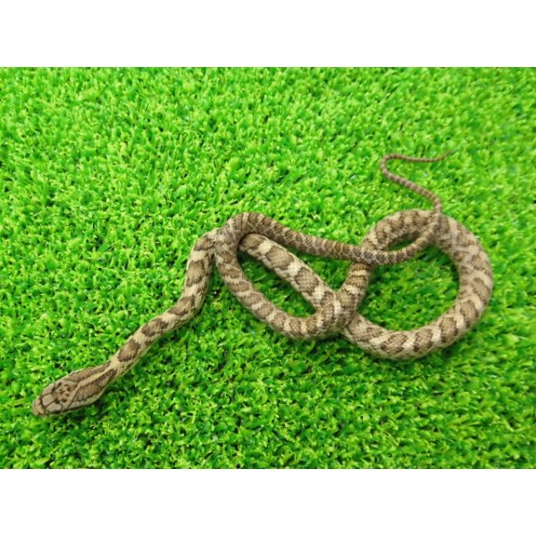 画像5: 美！　アオダイショウ（ベビー）　約２５cm　１ (5)