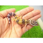 画像: 美！　ハイイエロー（ヒョウモントカゲモドキ）　約１０cm　１