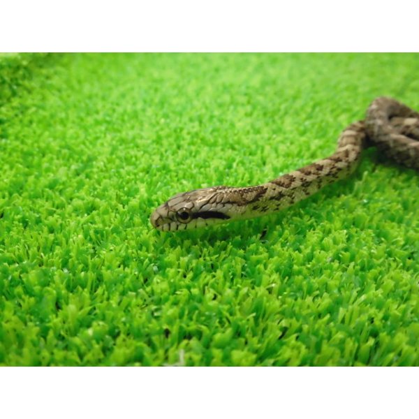 画像3: 美！　アオダイショウ（ベビー）　約２５cm　１ (3)