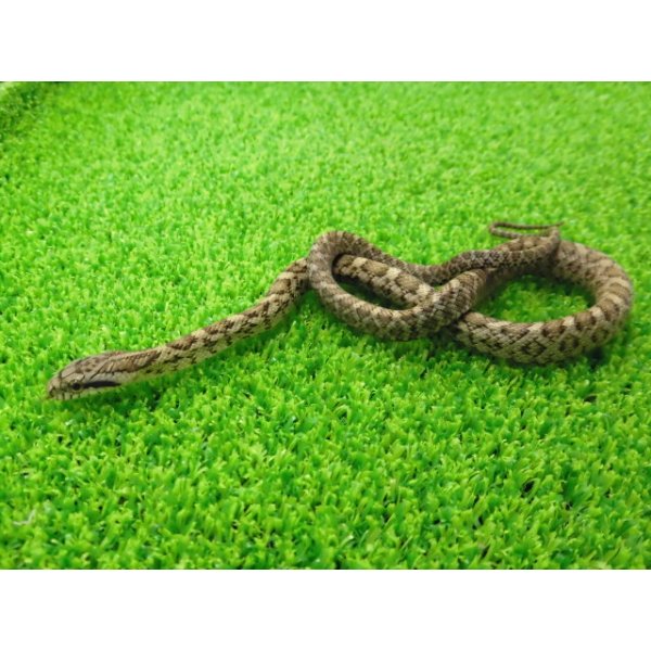 画像4: 美！　アオダイショウ（ベビー）　約２５cm　１ (4)