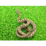 画像: 美！　アオダイショウ（ベビー）　約２５cm　１