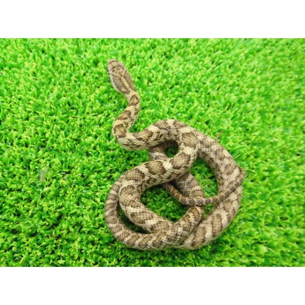 画像1: 美！　アオダイショウ（ベビー）　約２５cm　１ (1)