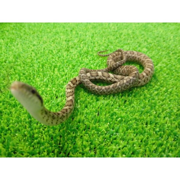 画像2: 美！　アオダイショウ（ベビー）　約２５cm　１ (2)