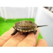 画像3: 美！　クサガメ（ヘテロパステルアルビノ）　約３.５cm　１ (3)