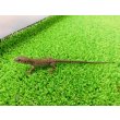 画像4: 美！　ホウセキカナヘビ（ＣＢベビー）　約１２cm　１ (4)