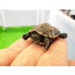 画像4: 美！　クサガメ（ヘテロパステルアルビノ）　約３.５cm　１ (4)