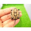 画像5: 美！　クサガメ（ヘテロパステルアルビノ）　約３.５cm　１ (5)