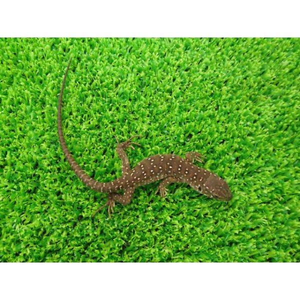 画像5: 美！　ホウセキカナヘビ（ＣＢベビー）　約１２cm　１ (5)