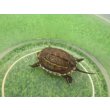 画像6: 美！　クサガメ（ヘテロパステルアルビノ）　約３.５cm　１ (6)
