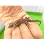 画像: 美！　ホウセキカナヘビ（ＣＢベビー）　約１２cm　１