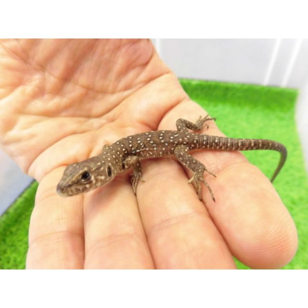画像1: 美！　ホウセキカナヘビ（ＣＢベビー）　約１２cm　１ (1)