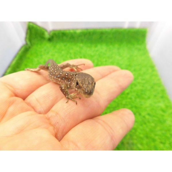 画像3: 美！　ホウセキカナヘビ（ＣＢベビー）　約１２cm　１ (3)
