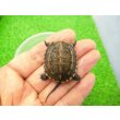 画像1: 美！　クサガメ（ヘテロパステルアルビノ）　約３.５cm　１ (1)