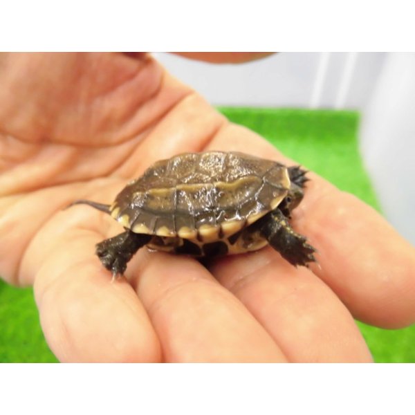 画像2: 美！　クサガメ（ヘテロパステルアルビノ）　約３.５cm　１ (2)
