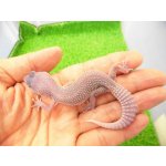 画像: 美！　ブリザード（ヒョウモントカゲモドキ）　約１０cm　１