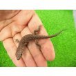 画像2: 美！　ホウセキカナヘビ（ＣＢベビー）　約１２cm　１ (2)
