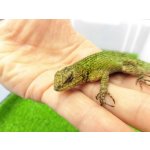 画像: 美！　マラカイトハリトカゲ　約１３cm♂　１