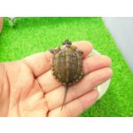 画像: 美！　クサガメ（ヘテロラベンダーアルビノ）　約３.５cm　１