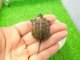 画像: 美！　クサガメ（ヘテロラベンダーアルビノ）　約３.５cm　１