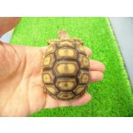 画像: 美！　ケヅメリクガメＣＢ　　約６.５ｃｍ　１