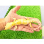 画像: 美！　トレンパーアルビノ（ヒョウモントカゲモドキ）　約２０cm♂　１