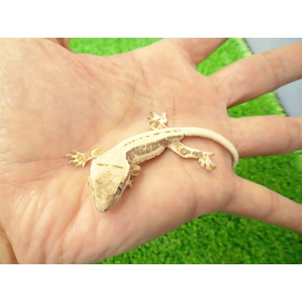画像3: 美！　クレステッドゲッコー（リリーホワイト）　約９cm １ (3)