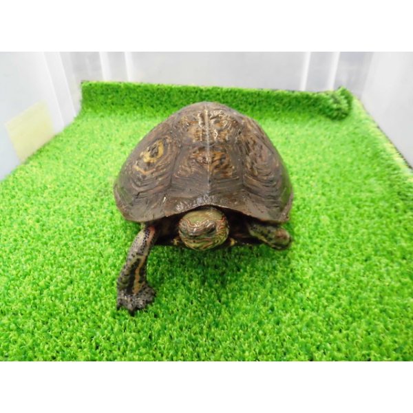 画像7: 美! マンヤマガメ(アカスジヤマガメ) 約13cm♀ 1 (7)