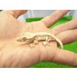 画像1: 美！　クレステッドゲッコー（リリーホワイト）　約９cm １ (1)