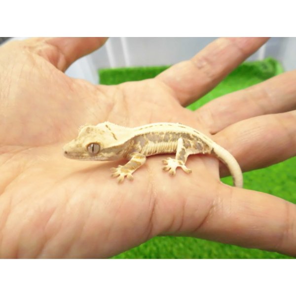 画像1: 美！　クレステッドゲッコー（リリーホワイト）　約９cm １ (1)