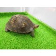 画像8: 美! マンヤマガメ(アカスジヤマガメ) 約13cm♀ 1 (8)