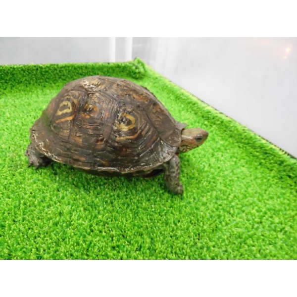 画像8: 美! マンヤマガメ(アカスジヤマガメ) 約13cm♀ 1 (8)