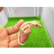 画像2: 美！　クレステッドゲッコー（リリーホワイト）　約９cm １ (2)
