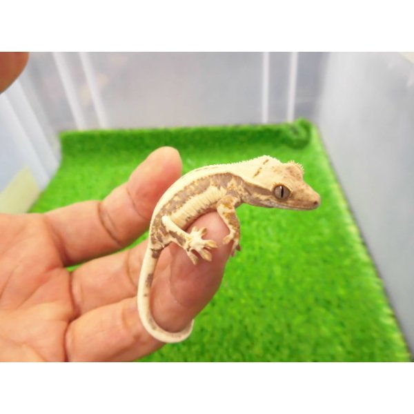 画像2: 美！　クレステッドゲッコー（リリーホワイト）　約９cm １ (2)