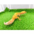 画像5: 美！　サングロー（ヒョウモントカゲモドキ）　約２０cm♀　１ (5)