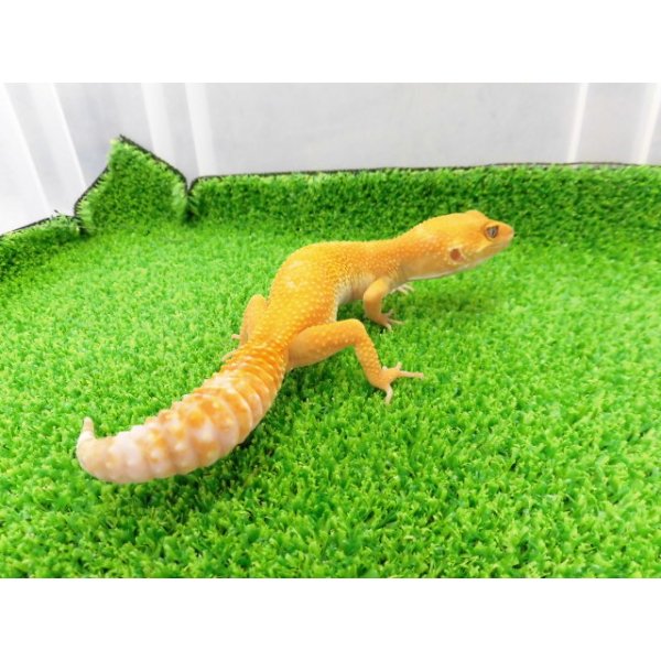 画像5: 美！　サングロー（ヒョウモントカゲモドキ）　約２０cm♀　１ (5)