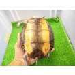 画像6: 美! マンヤマガメ(アカスジヤマガメ) 約13cm♀ 1 (6)