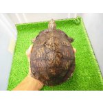 画像: 美！　マンヤマガメ（アカスジヤマガメ）　約１３cm♀　１