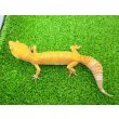 画像4: 美！　サングロー（ヒョウモントカゲモドキ）　約２０cm♀　１ (4)