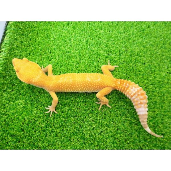 画像4: 美！　サングロー（ヒョウモントカゲモドキ）　約２０cm♀　１ (4)