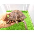 画像3: 美! マンヤマガメ(アカスジヤマガメ) 約13cm♀ 1 (3)