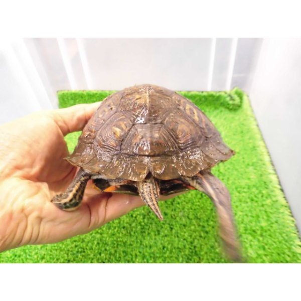 画像3: 美! マンヤマガメ(アカスジヤマガメ) 約13cm♀ 1 (3)
