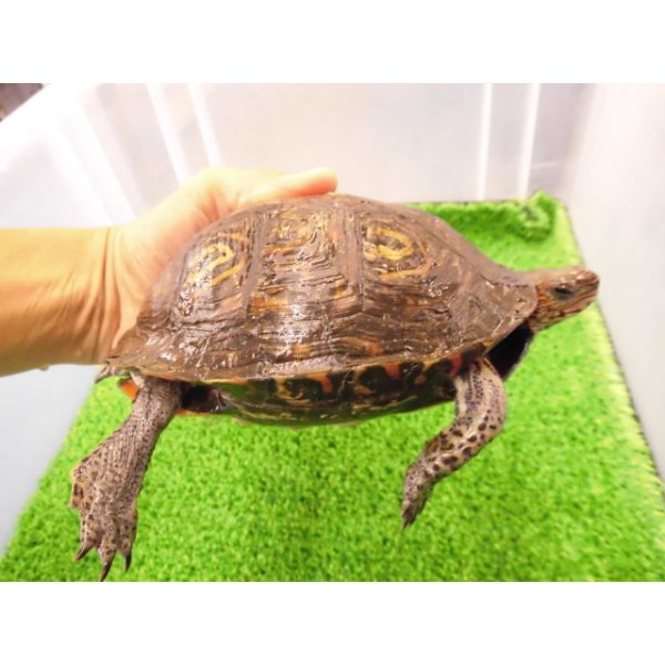 画像2: 美! マンヤマガメ(アカスジヤマガメ) 約13cm♀ 1 (2)