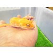 画像3: 美！　サングロー（ヒョウモントカゲモドキ）　約２０cm♀　１ (3)
