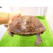 画像4: 美! マンヤマガメ(アカスジヤマガメ) 約13cm♀ 1 (4)