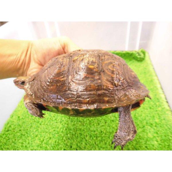 画像4: 美! マンヤマガメ(アカスジヤマガメ) 約13cm♀ 1 (4)