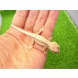 画像4: 美！　クレステッドゲッコー（リリーホワイト）　約９cm １ (4)