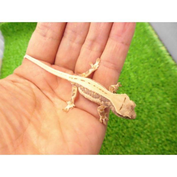 画像4: 美！　クレステッドゲッコー（リリーホワイト）　約９cm １ (4)
